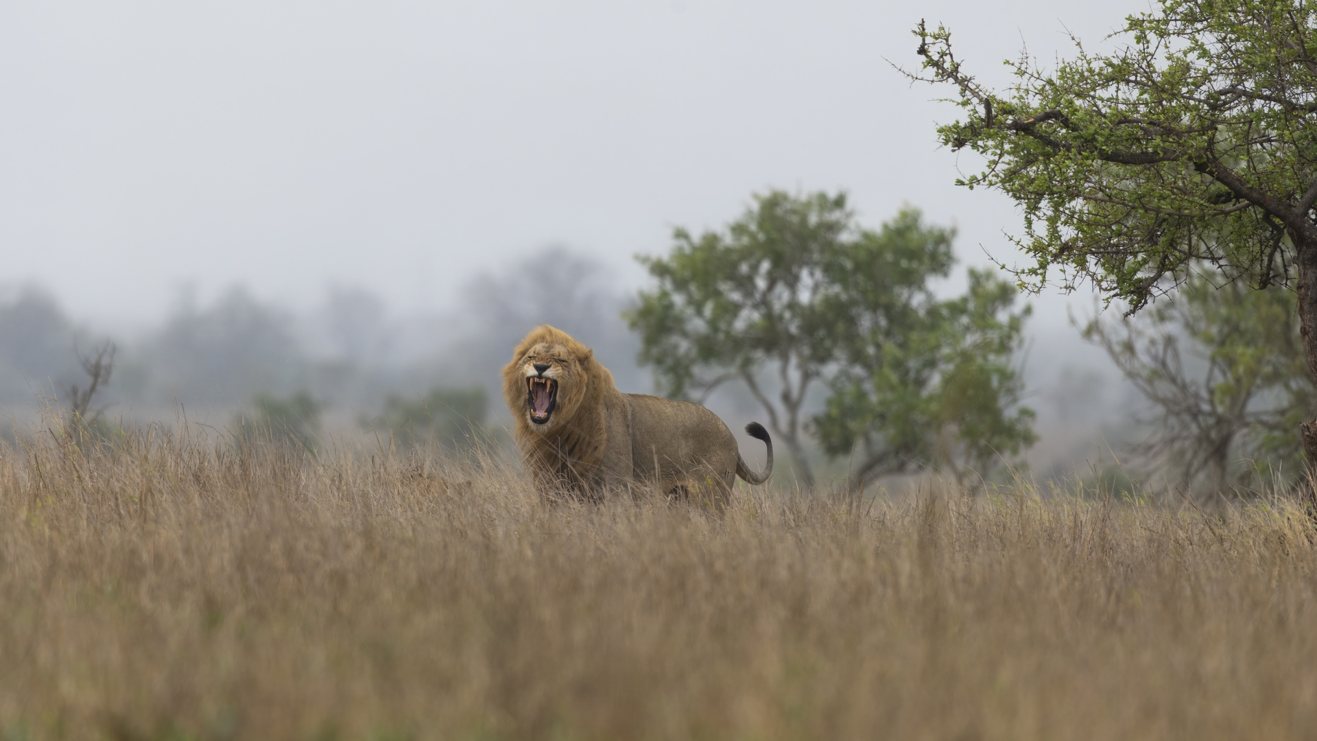 Kruger25 2025 11 02 09 39 07 ILCE 1M2 4175